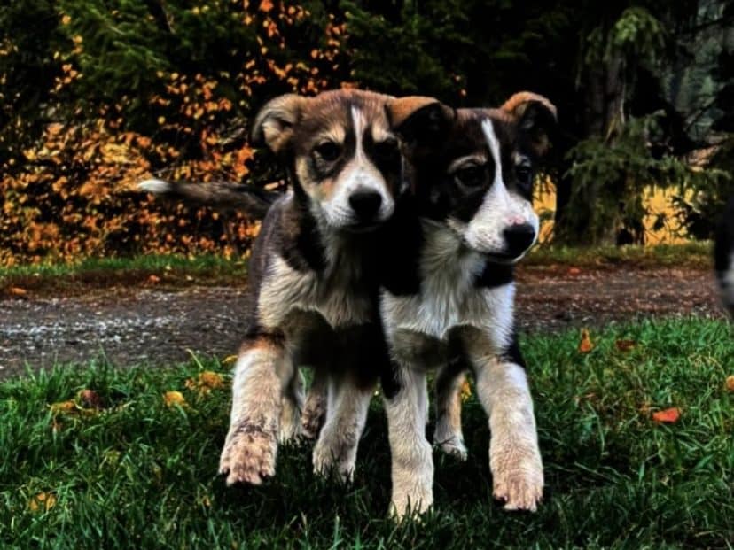 At a few months old, two puppies pose cuddled together on the grass.