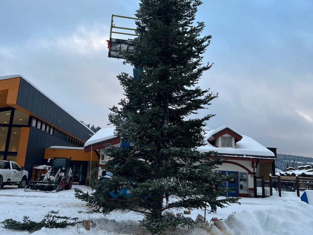 A large balsam fir tree stands upright in the wintry plaza.