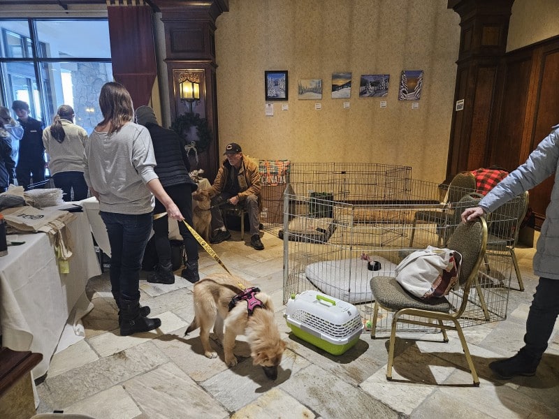 In the Sun Peaks Grand upper lobby, crates with puppies and dogs on leashes are set up for people to mingle.