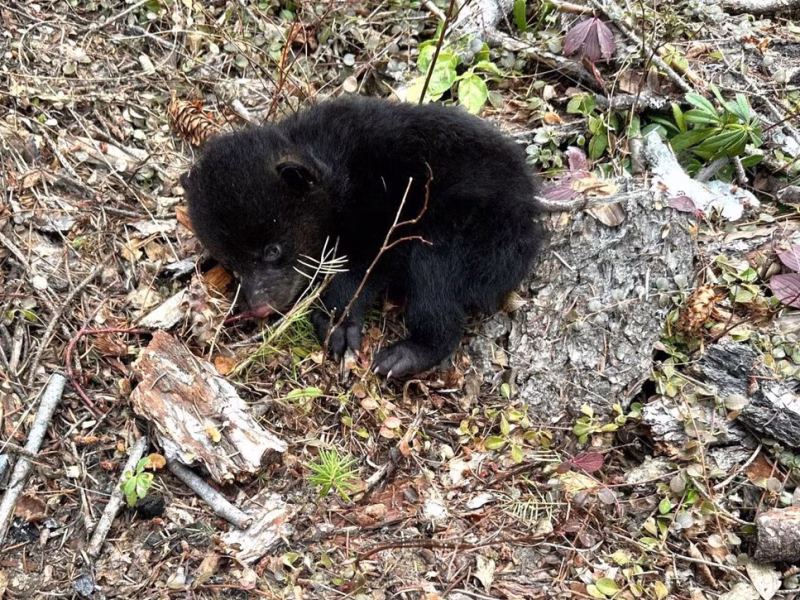 Sun Peaks Bear Aware sponsors young cub found alone near Heffley Creek